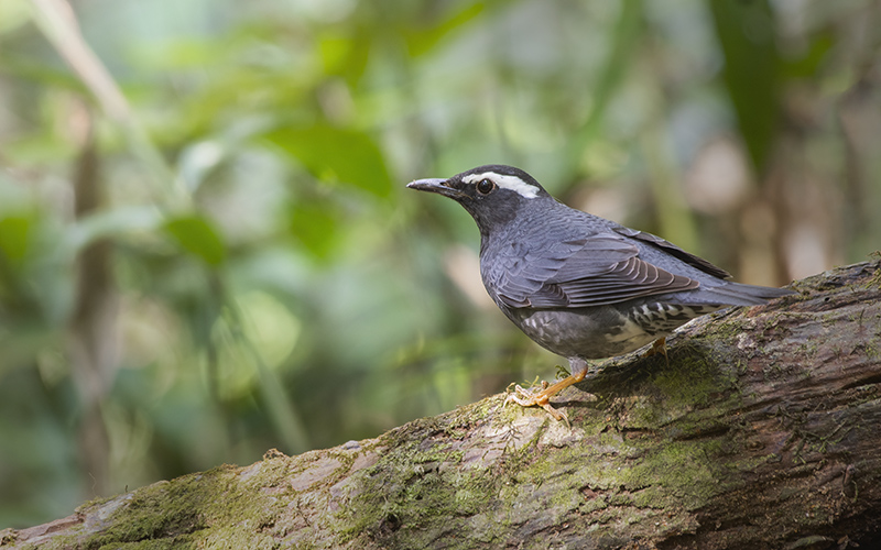 Siberian Thrush (Geokichla sibirica) at Di Linh Bird Hides - Southern Vietnam. Photo by: Phuc Le - Vietnam Bird Photography Tours - Vietbirdphototours.com
